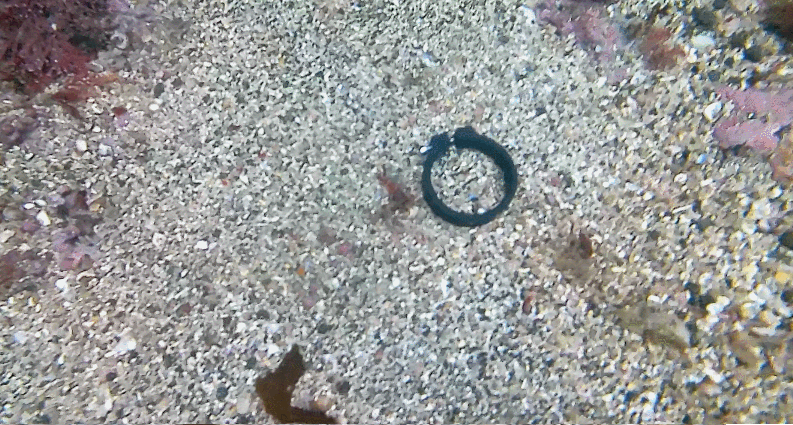 제주 성산 다이빙_해양쓰레기 줍기