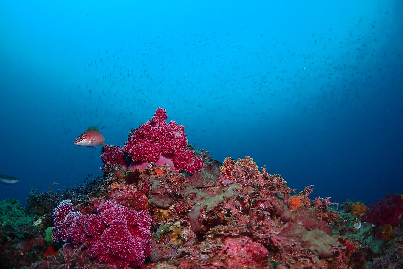 日本から来た寺江さん夫婦と済州島ダイビングをしました
