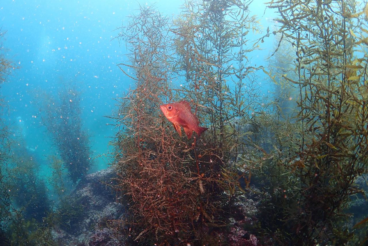 봄에만 경험할 수 있는 제주도 금능 모자반 다이빙