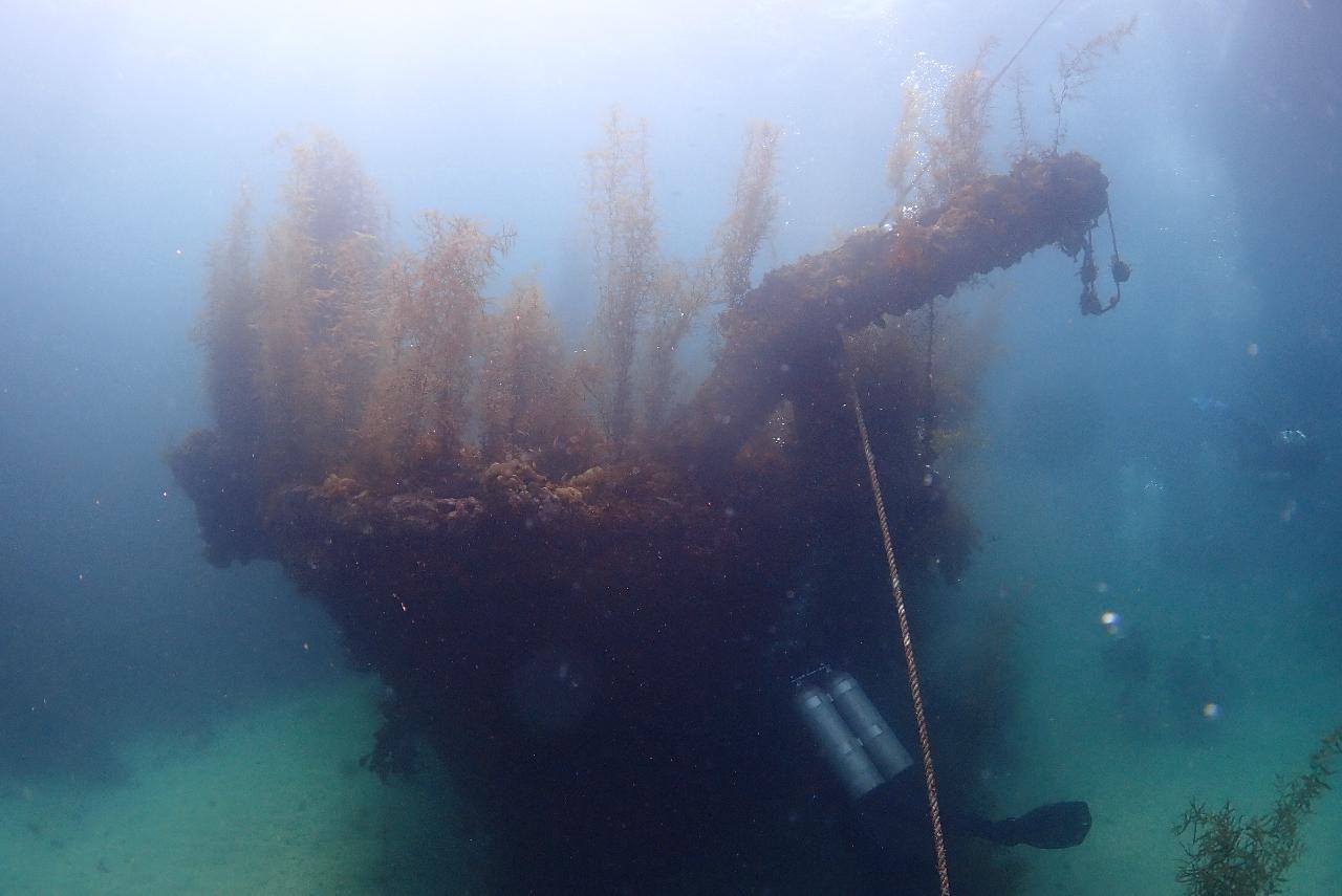 봄에만 경험할 수 있는 제주도 금능 모자반 다이빙