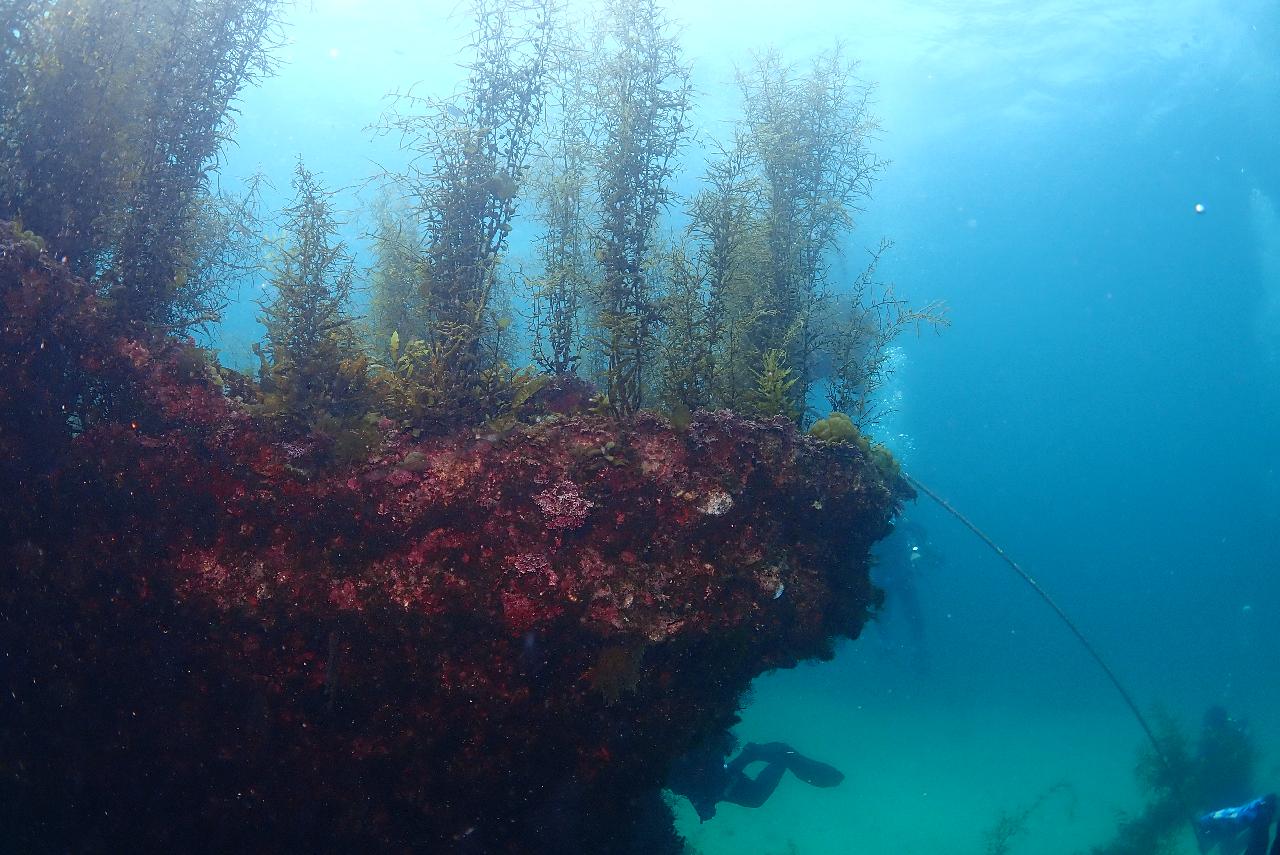 봄에만 경험할 수 있는 제주도 금능 모자반 다이빙