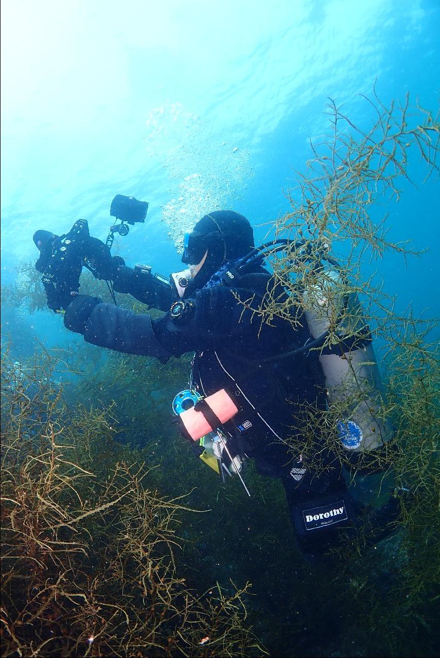 봄에만 경험할 수 있는 제주도 금능 모자반 다이빙