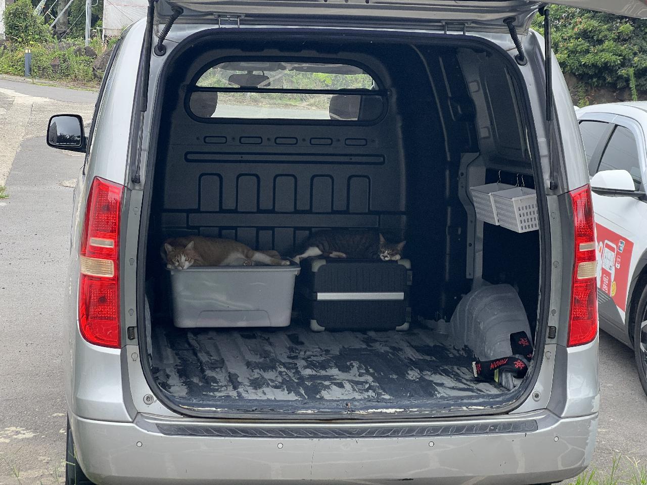 다이브맵 마당에 서식중인 길냥이들