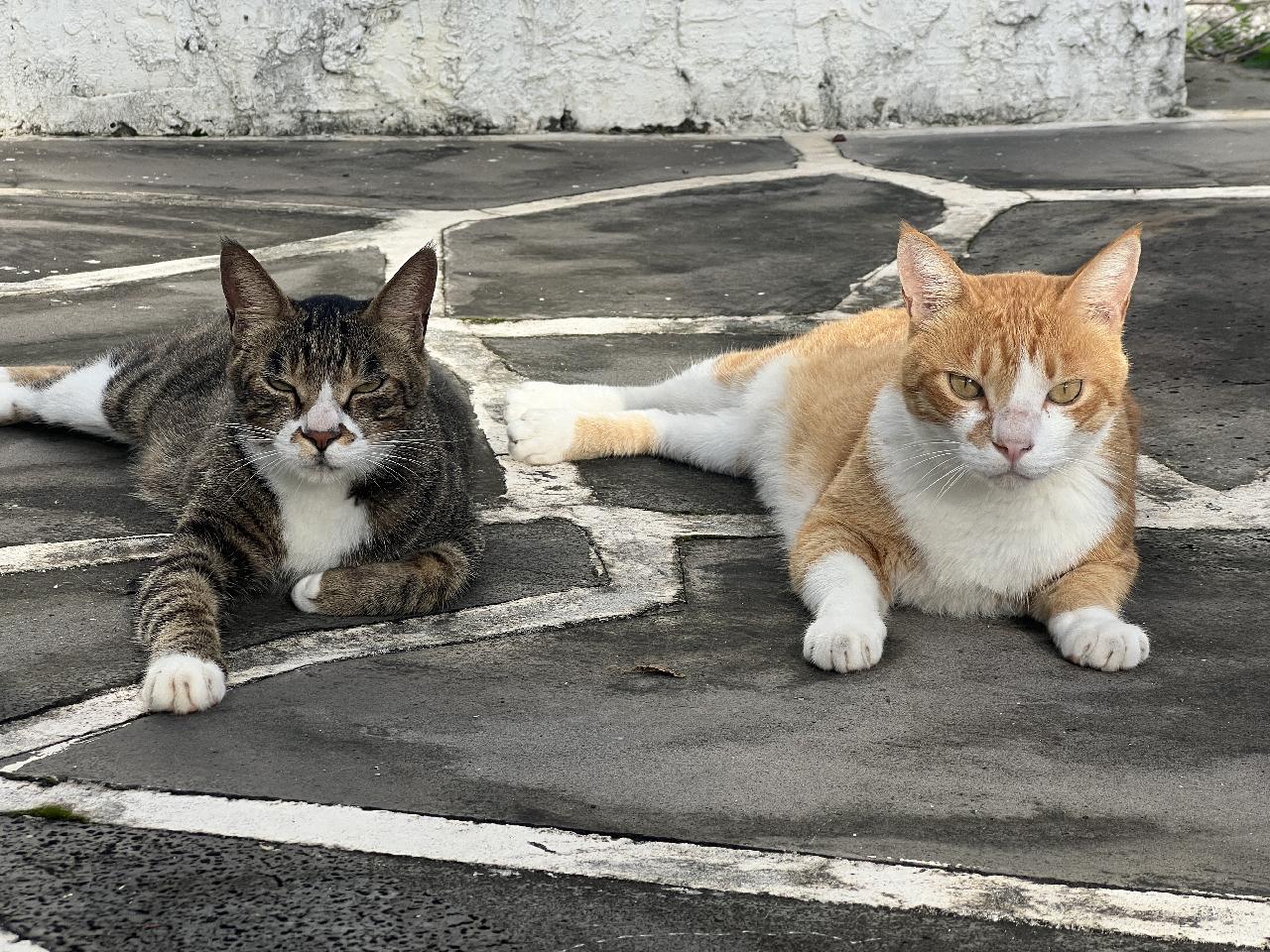 다이브맵 마당에 서식중인 길냥이들