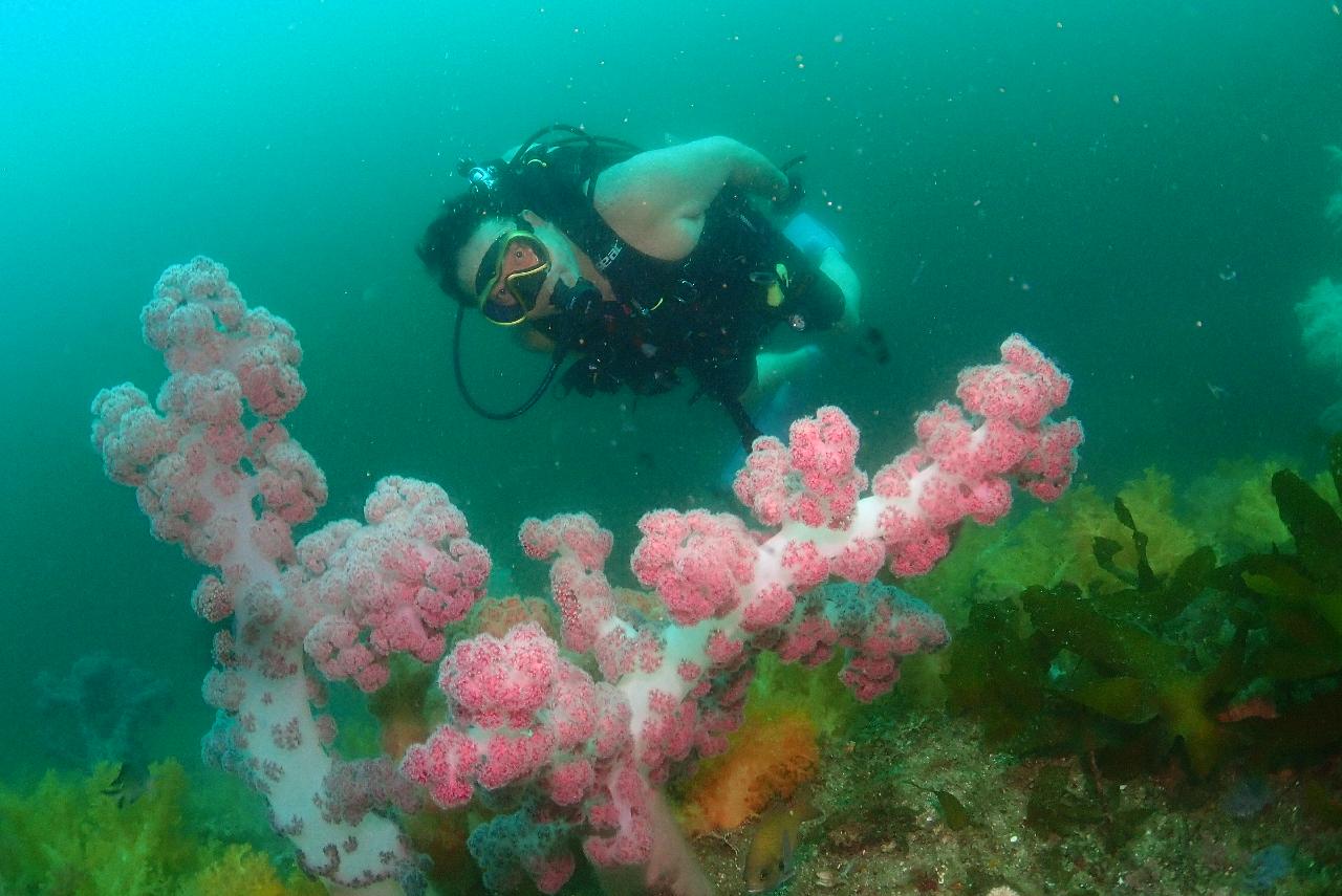 언제가도 아름다운 절경을 보여주는 섶섬 제지기 다이빙