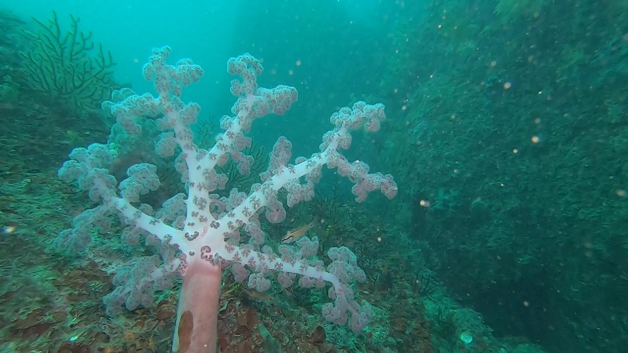 언제가도 아름다운 절경을 보여주는 섶섬 제지기 다이빙